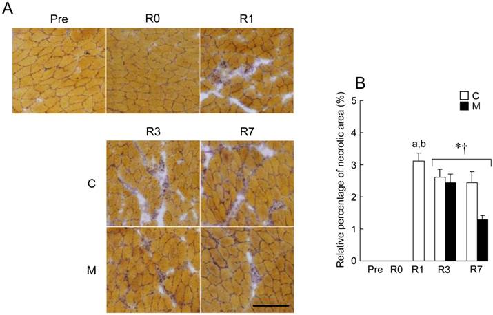 Int J Med Sci Image