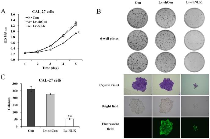 Int J Med Sci Image