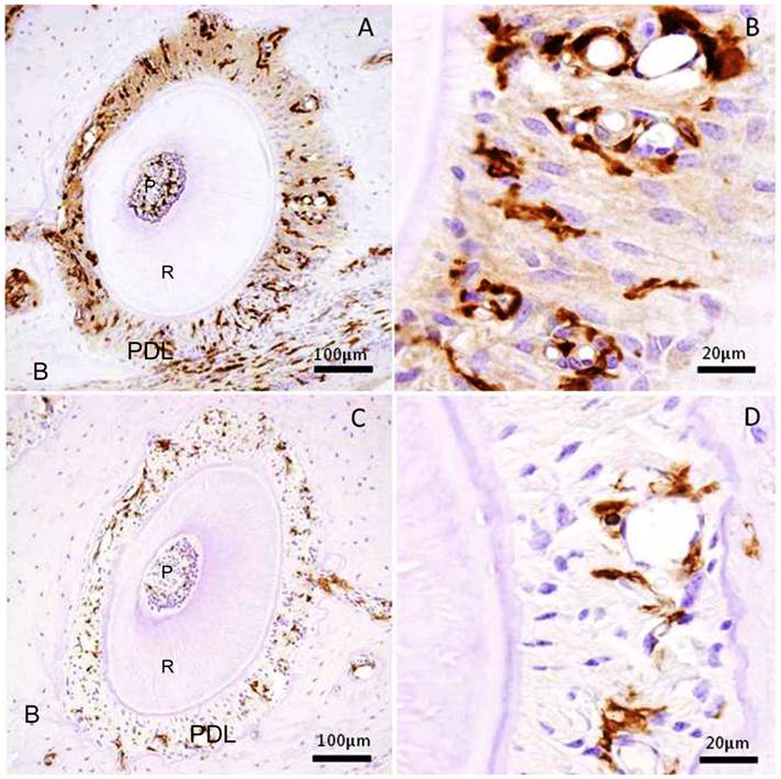 Int J Med Sci Image