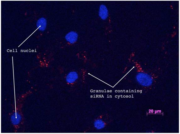 Int J Med Sci Image