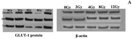 Int J Med Sci Image