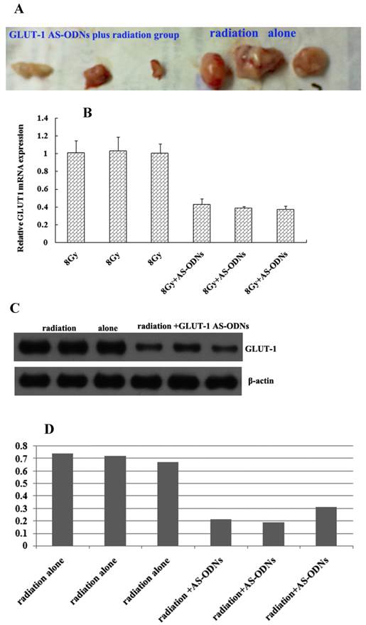 Int J Med Sci Image