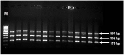 Int J Med Sci Image