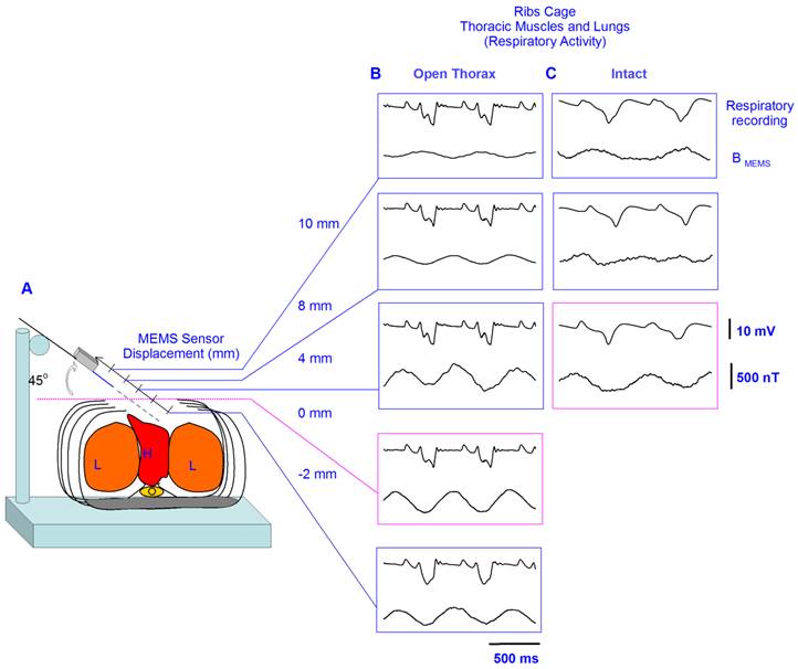 Int J Med Sci Image