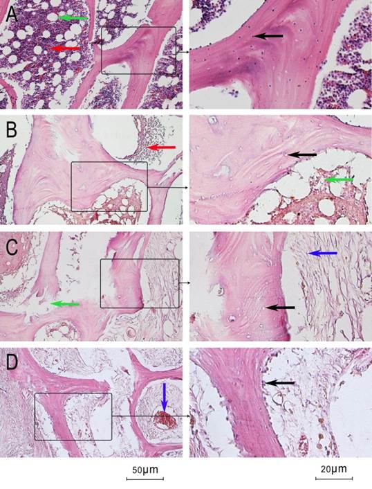 Int J Med Sci Image