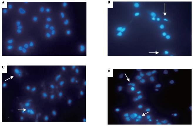 Int J Med Sci Image