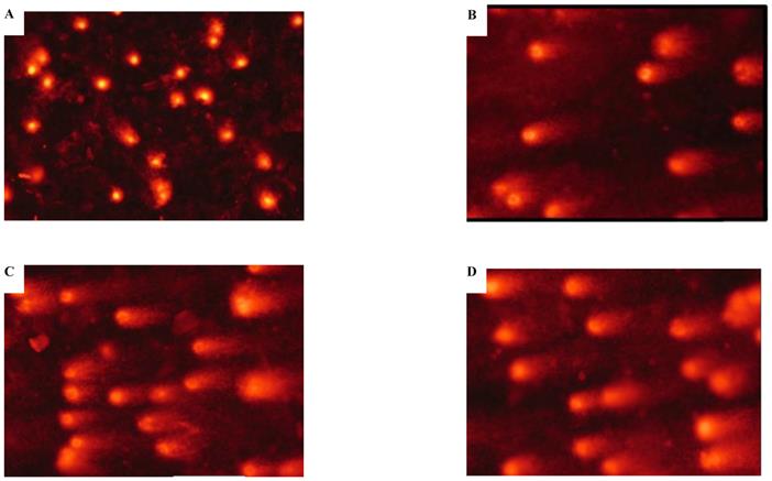 Int J Med Sci Image