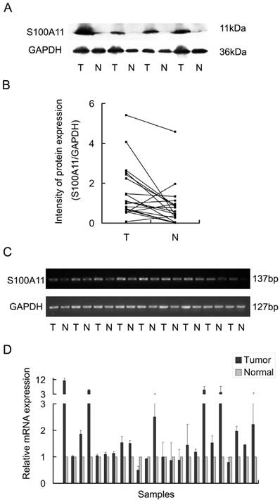 Int J Med Sci Image