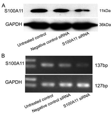 Int J Med Sci Image