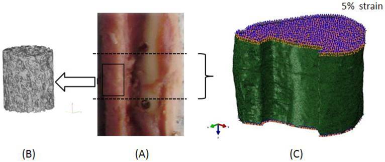 Int J Med Sci Image