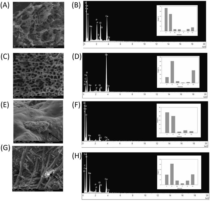 Int J Med Sci Image