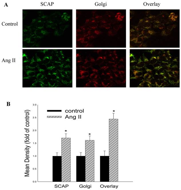 Int J Med Sci Image