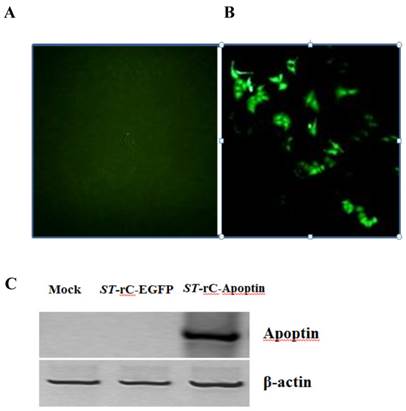 Int J Med Sci Image