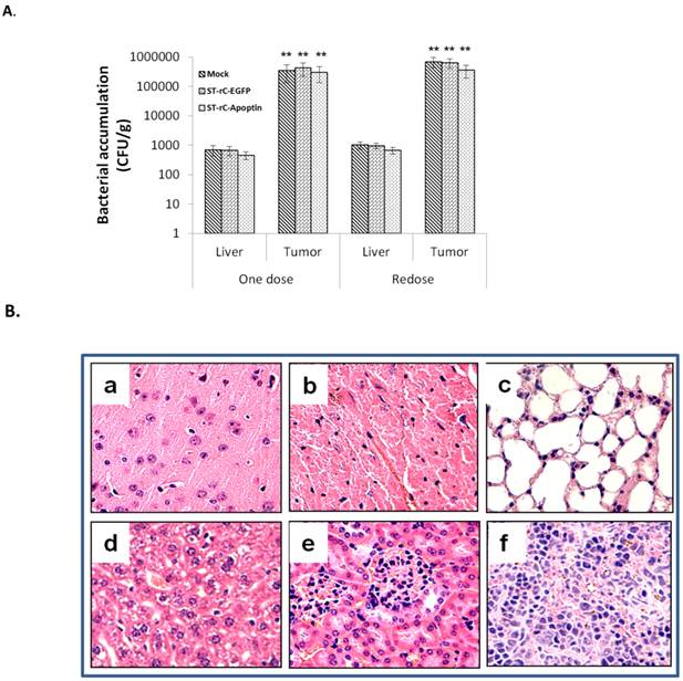 Int J Med Sci Image