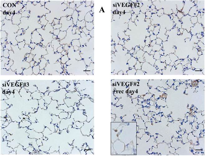 Int J Med Sci Image