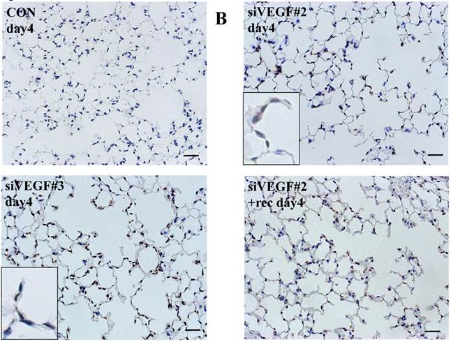 Int J Med Sci Image