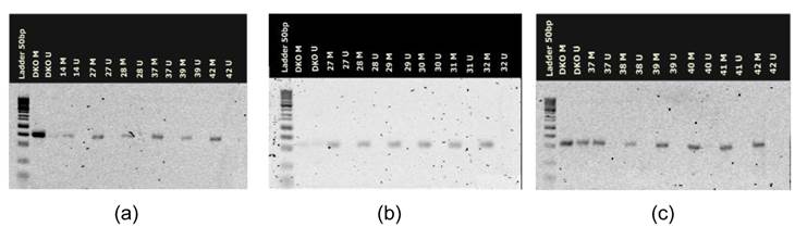 Int J Med Sci Image