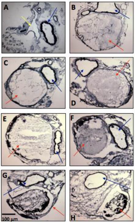 Int J Med Sci Image