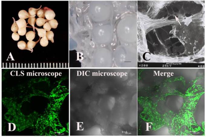 Int J Med Sci Image