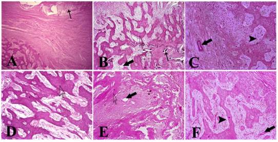 Int J Med Sci Image