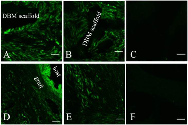 Int J Med Sci Image