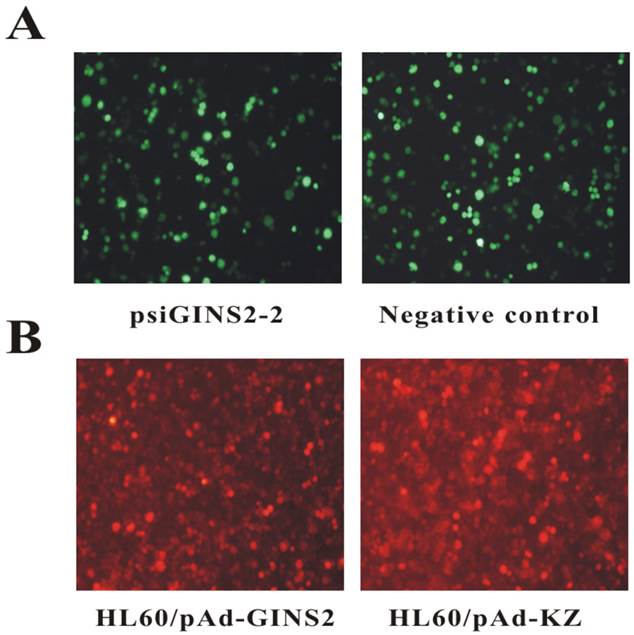 Int J Med Sci Image