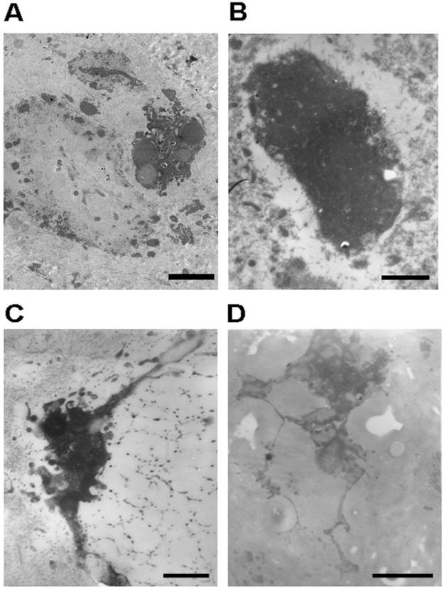 Int J Med Sci Image