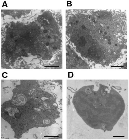 Int J Med Sci Image