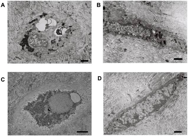 Int J Med Sci Image