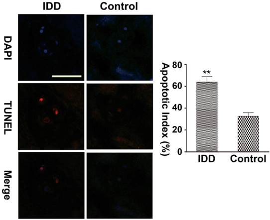 Int J Med Sci Image