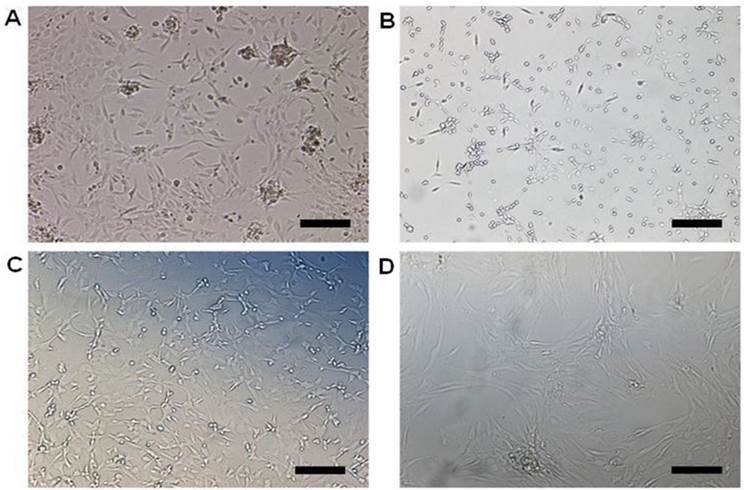 Int J Med Sci Image