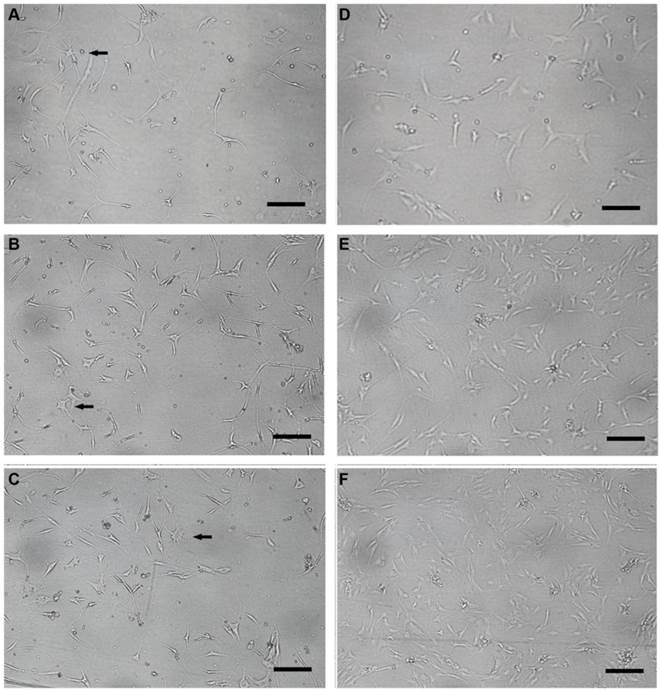 Int J Med Sci Image