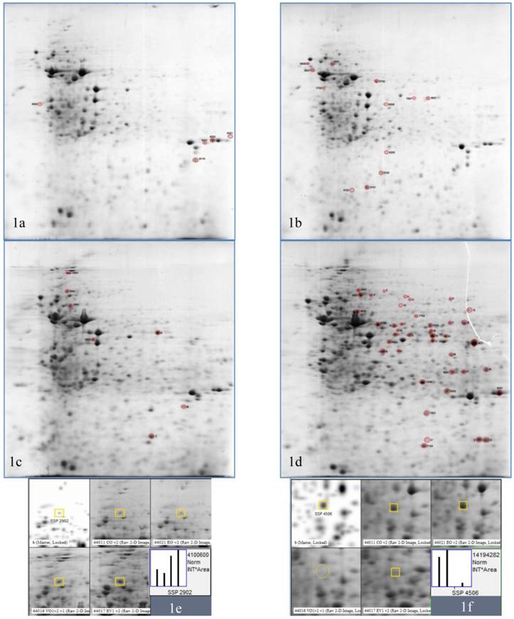 Int J Med Sci Image