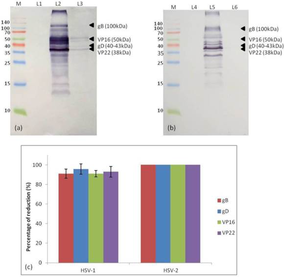 Int J Med Sci Image