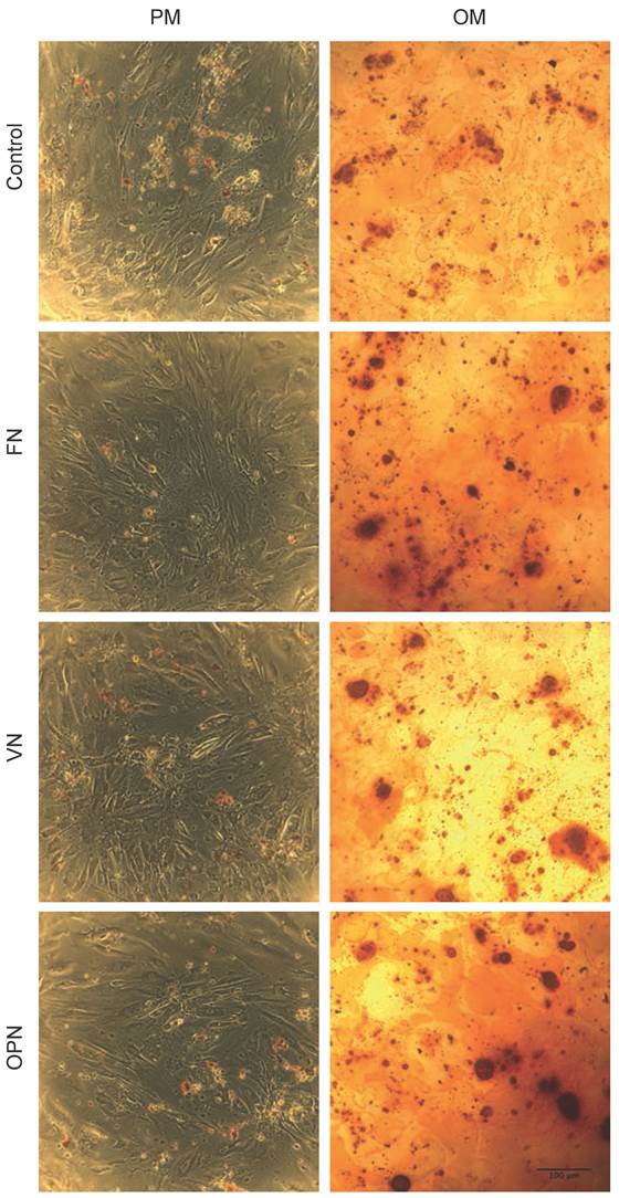 Int J Med Sci Image