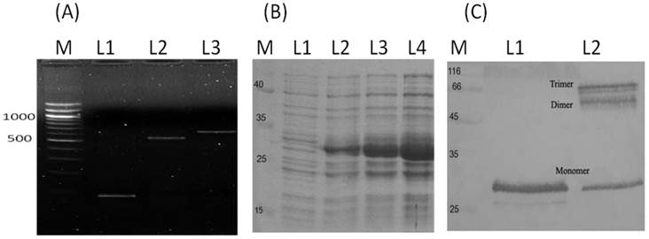 Int J Med Sci Image