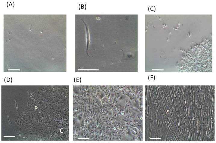 Int J Med Sci Image