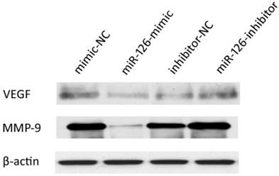 Int J Med Sci Image