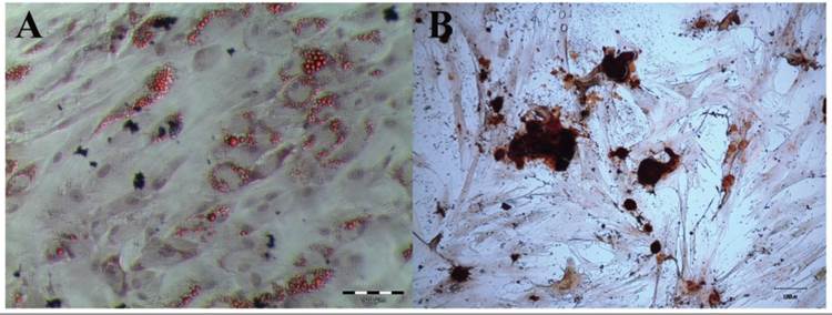 Int J Med Sci Image