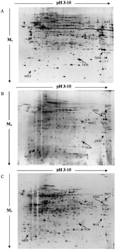 Int J Med Sci Image