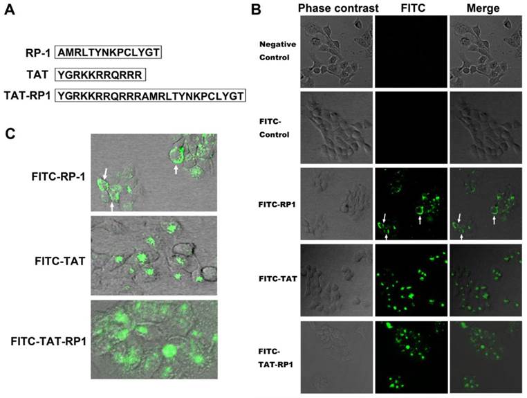 Int J Med Sci Image