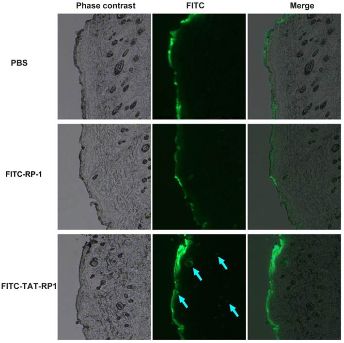 Int J Med Sci Image