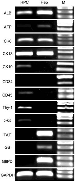 Int J Med Sci Image