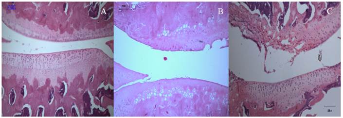 Int J Med Sci Image