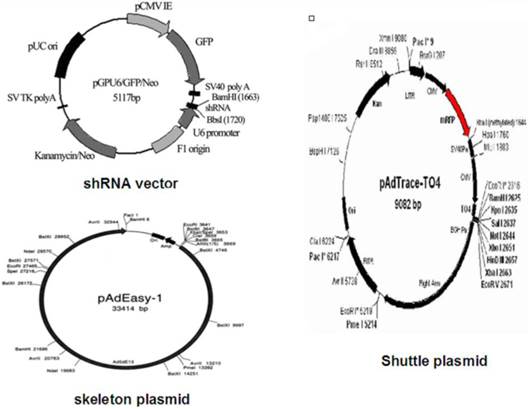 Int J Med Sci Image