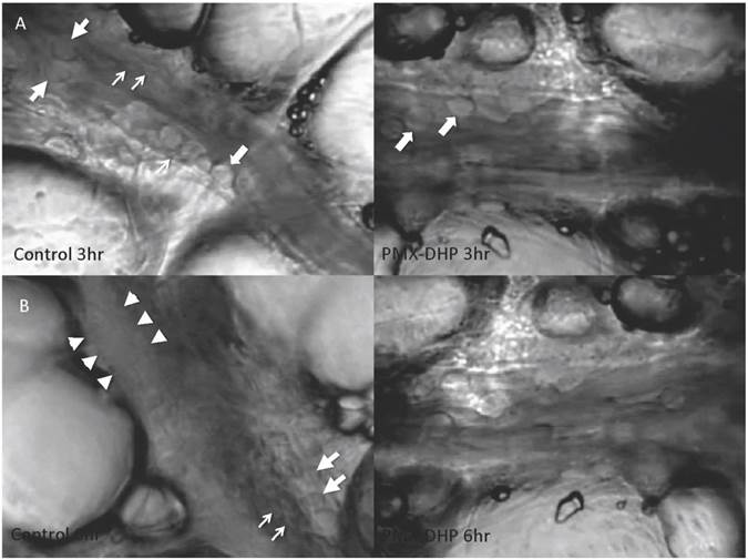 Int J Med Sci Image