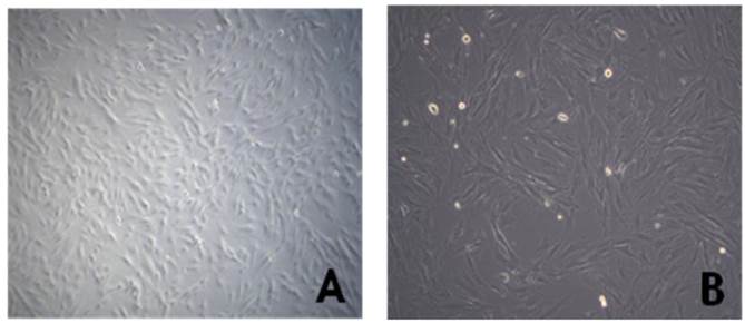 Int J Med Sci Image