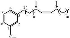 Int J Med Sci Image