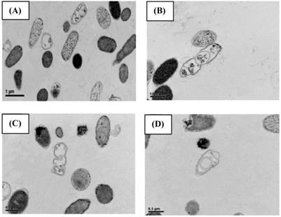 Int J Med Sci Image