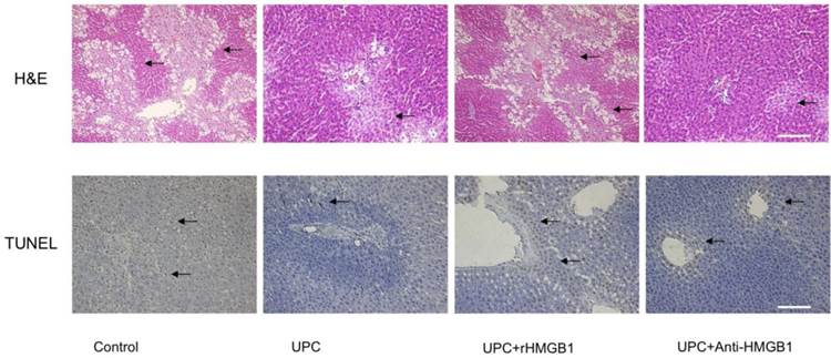 Int J Med Sci Image